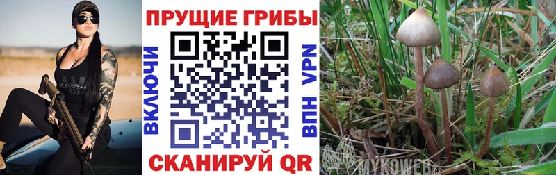 Псилоцибиновые грибы ЛСД купить Суоярви